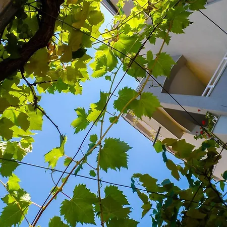 Radulovic *
